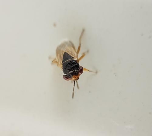 Réf. 217 298 : Geocoris megacephalus